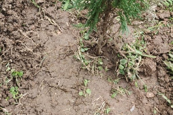 WhatsApp Image 2025-07-27 at 3.55.56 PM